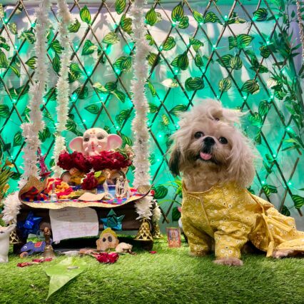 Sunshine Sparkle Pet Dress