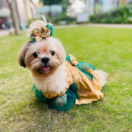 Ivory Royale Pet Dress